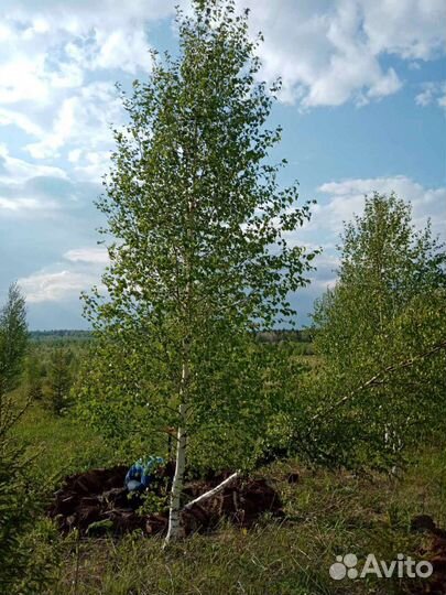 Саженцы березы