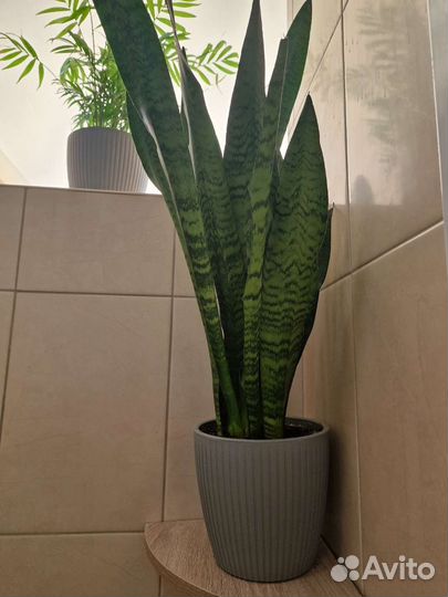 Сансевиерия