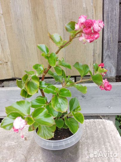 Бегония вечноцветущая