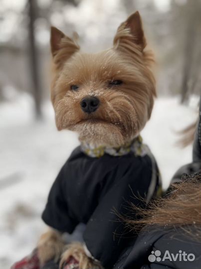 Вязка Йокширский терьер