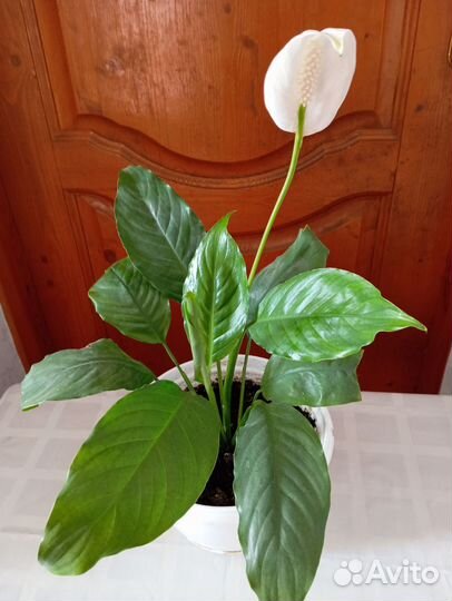Спатифиллум
