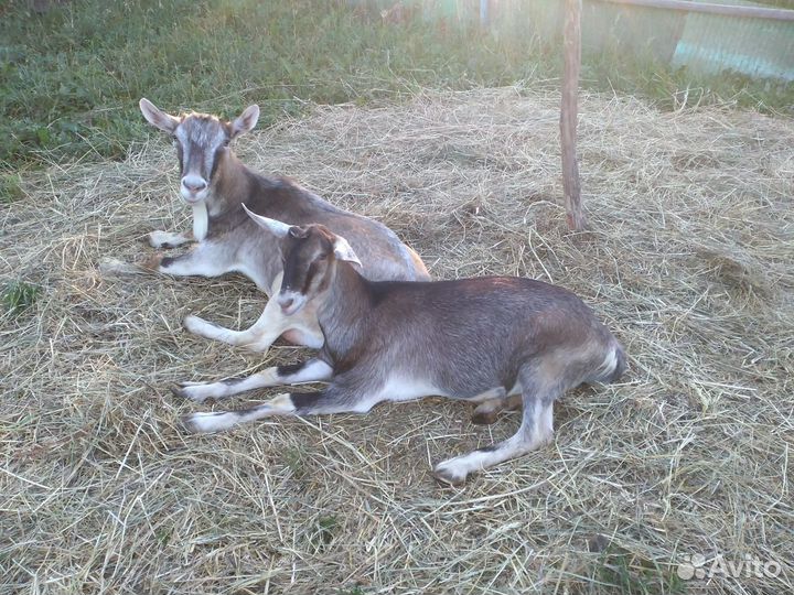 Козы и козлята