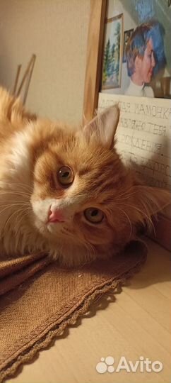 Кот подросток