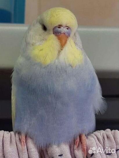 Попугаи птенцы волнистики, чехи, кареллы