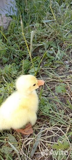 Гусята суточные линда