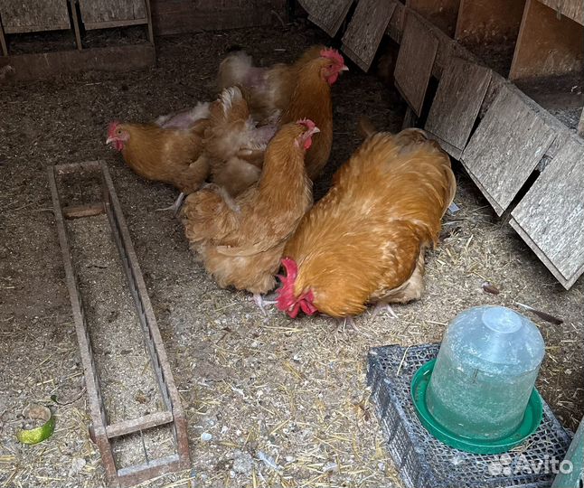 Куры орпингтон