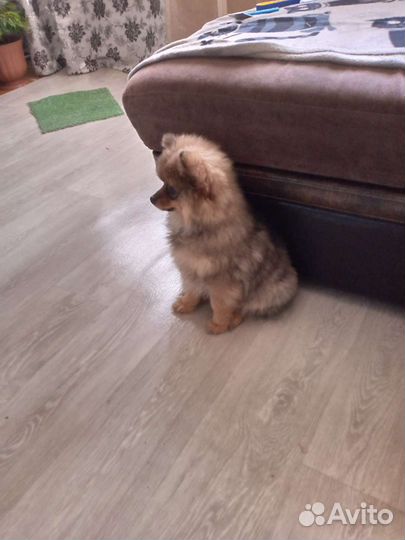 Маленькая собака