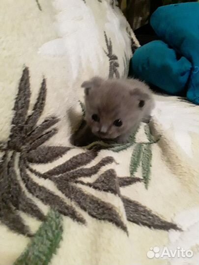 Отдам котенка