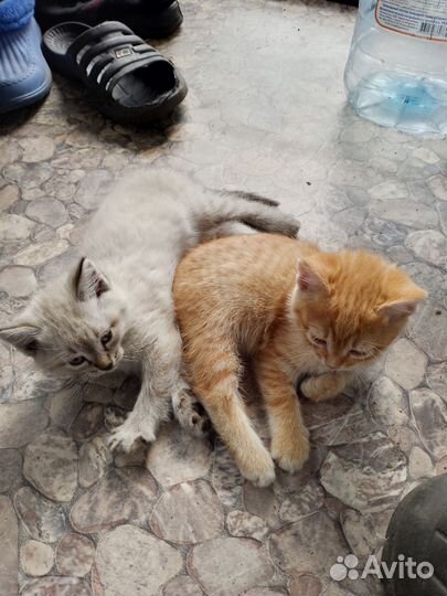 Котята отдам в добрые руки