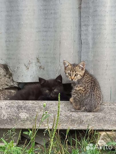 Милые котята в добрые руки