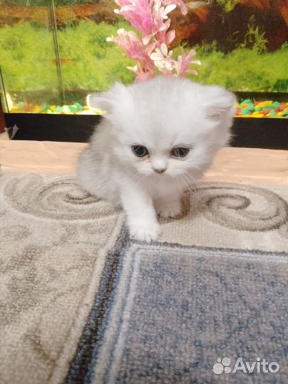 Шотландская