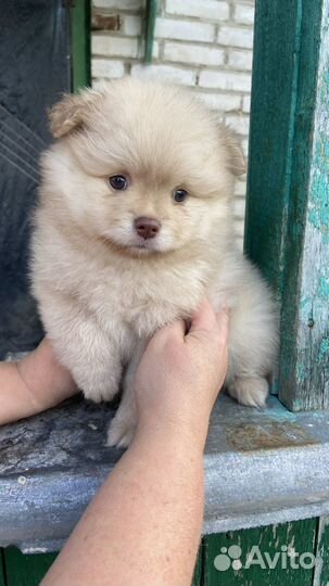 Щенок шпица