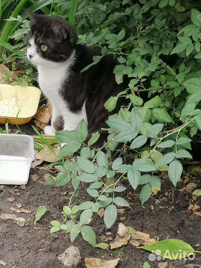 Кошка в дар бесплатно