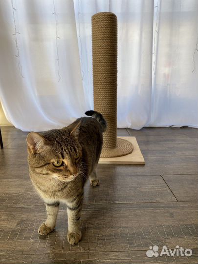 Новая стильная когтеточка