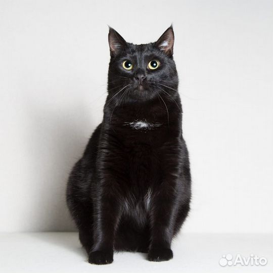 Бастет. В ожидании своего Человека