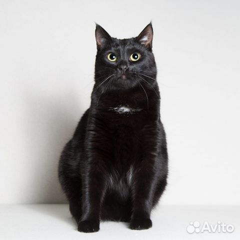 Бастет. В ожидании своего Человека