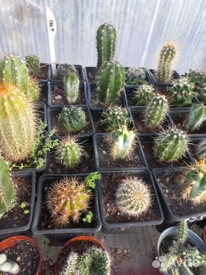 Опунция из питомника растений