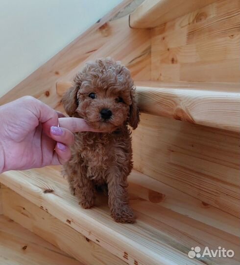 Пуделек - тойчик