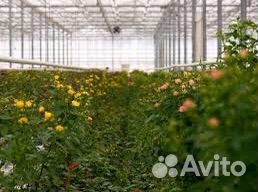 Работа в теплице