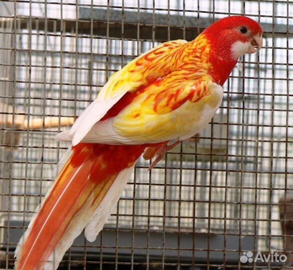 Розелла Рубиновая