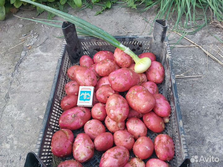 Картофель молодой