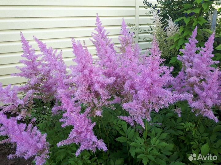 Астильба, бузульник, хоста и др