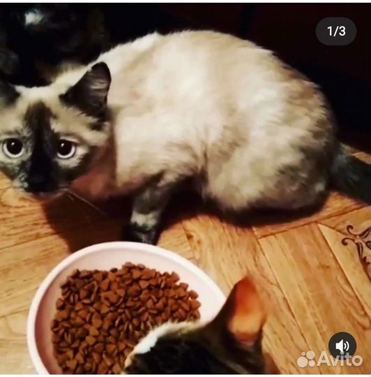 Кошечка Софа