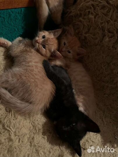 Котята