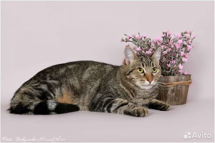 Шотландский котик