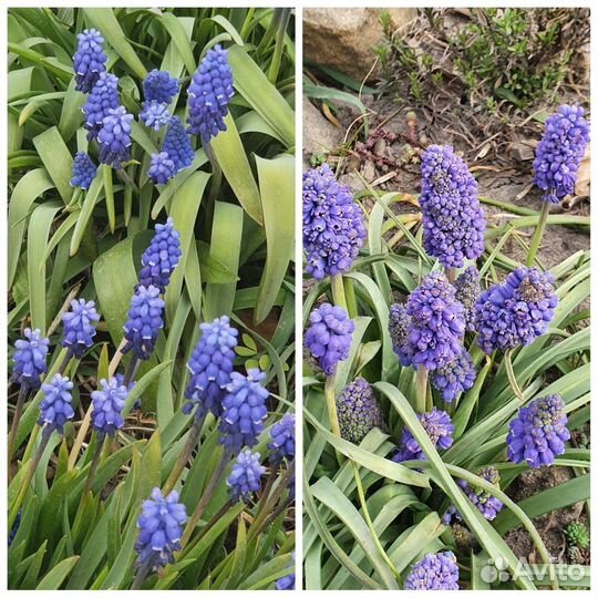 Садовые цветы