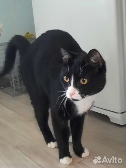 Добряк Арчи-котик в добрые руки