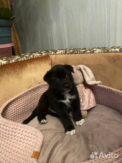 Щенки хаски