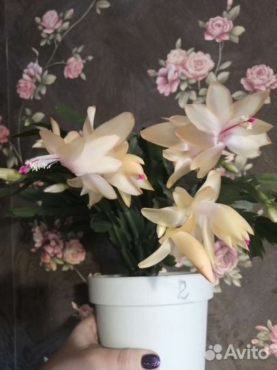 Декабрист жёлто-золотой