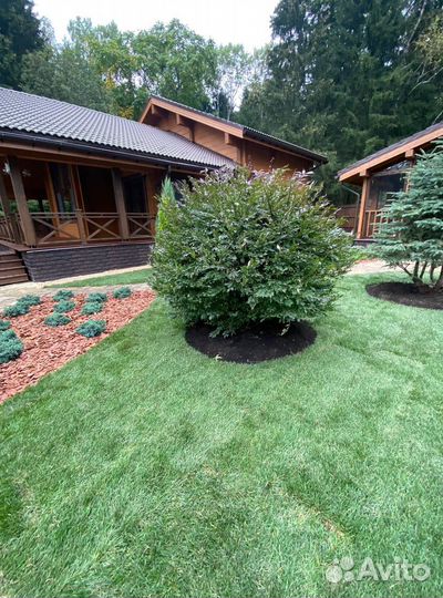 Укладка газона / стандарт