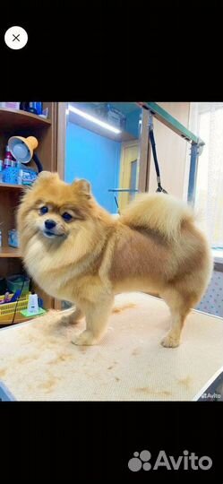 Щенки шпица