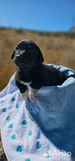 Пират ищет дом и любящую семью