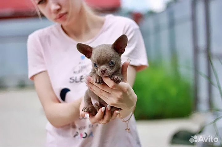 Щенки чихуаху, мини
