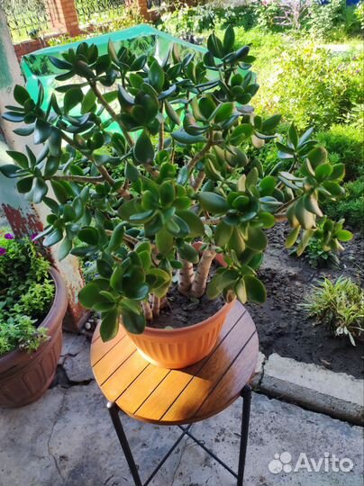 Денежное дерево, толстянка