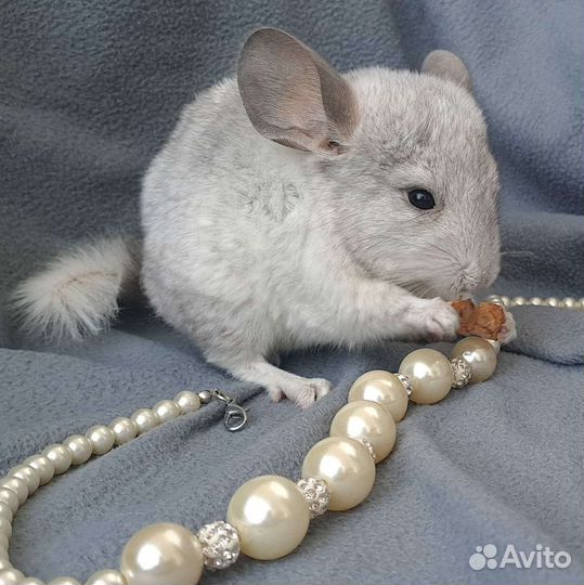 Шиншиллки