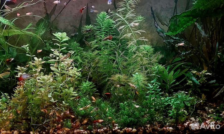 Наборы растений, рыбки, креветки