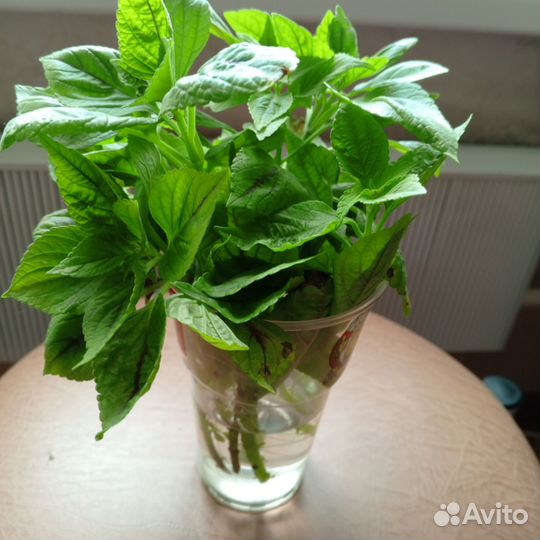 Комнатные цветы колеус