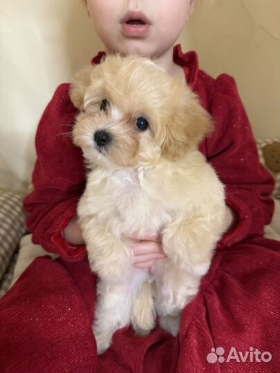 Мальтипу мини