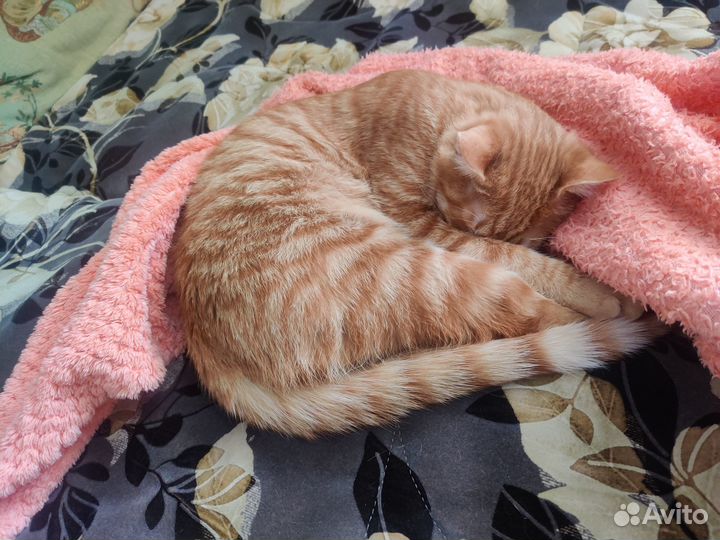 Рыжий молодой котик Лёня