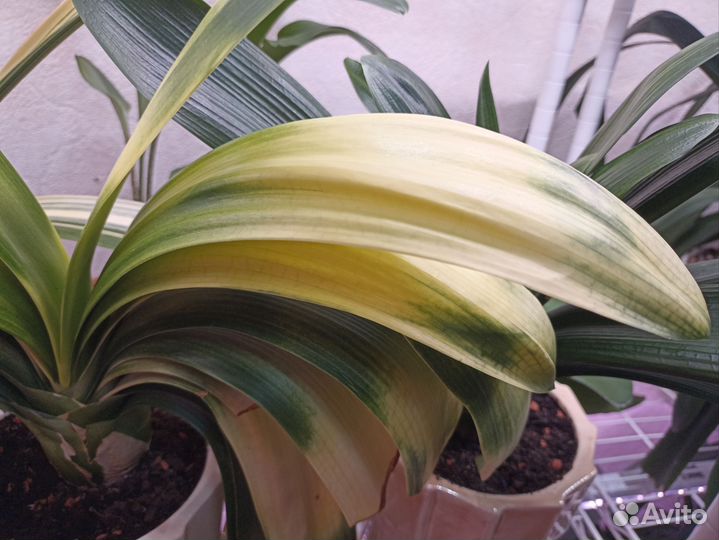 Редкая взрослая кливия - Акебоно