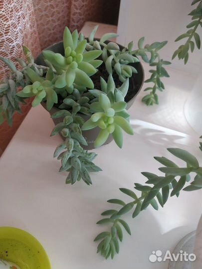 Седум Моргана и толстянка (денежное дерево