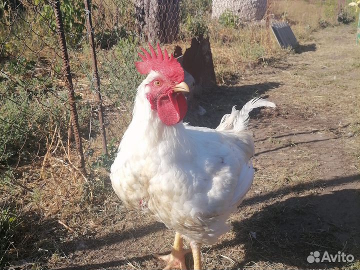 Мясо бропера