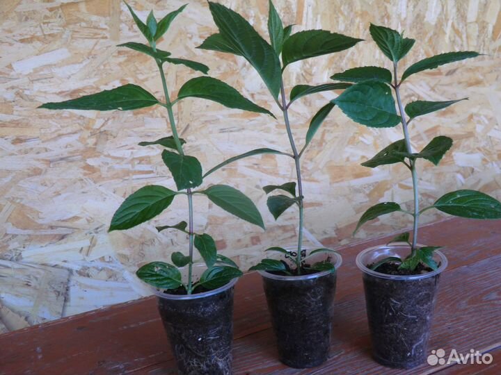 Гортензии метельчатые и крупнолистные