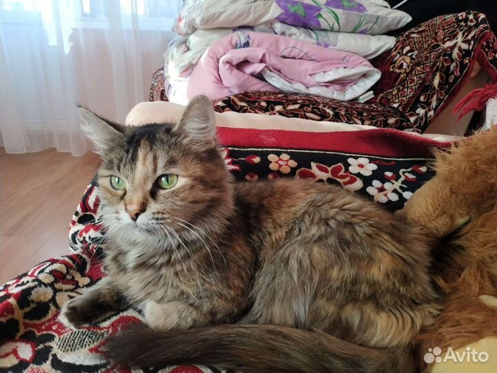 Кошка в дар