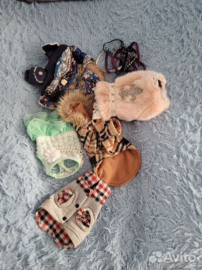 Собачья одежда