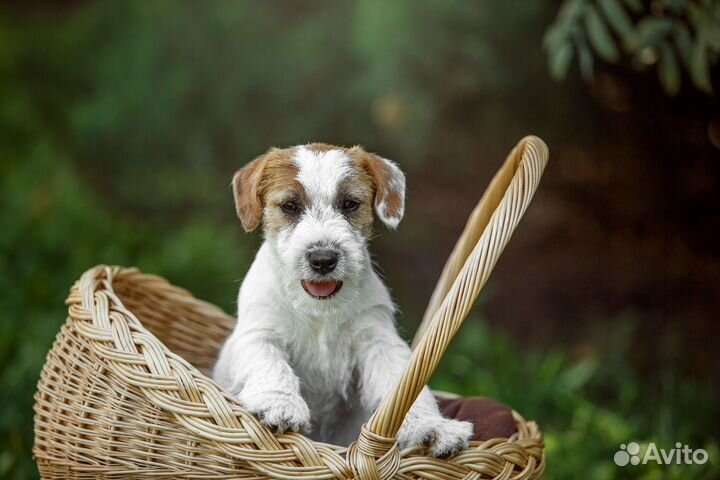Щенки Джек Рассел терьер. Вязка